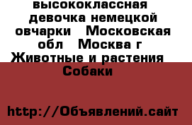 высококлассная  девочка немецкой овчарки - Московская обл., Москва г. Животные и растения » Собаки   